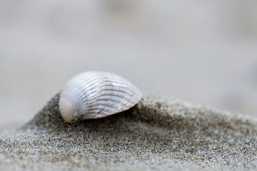Schelp op het strand
