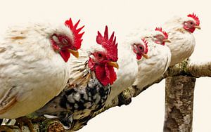Avec les poulets sur un bâton !