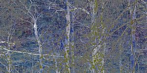 Wald von tausend und einer Nacht