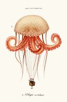 Aeronauts