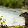 Otter van Corrie Post