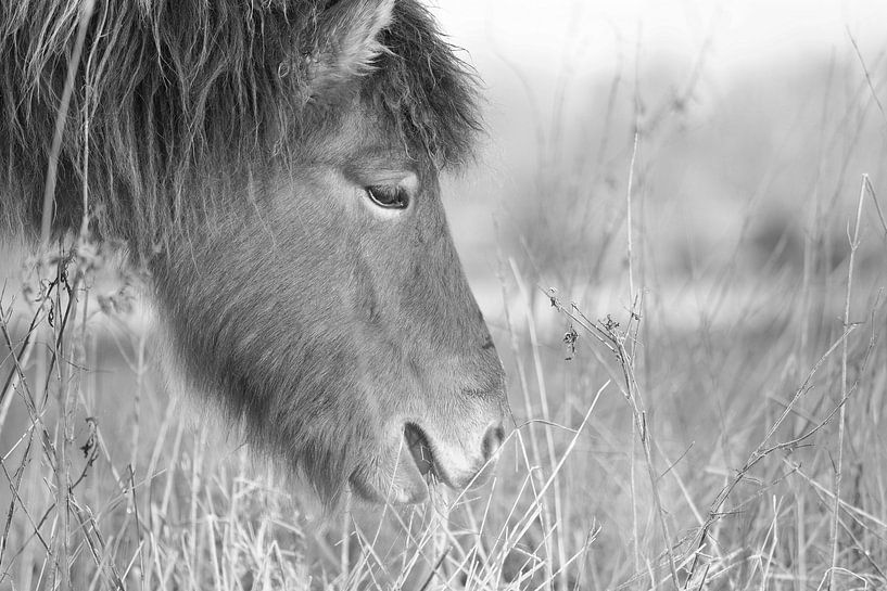 Horse at the Kraaijenberg by Astrid Brouwers