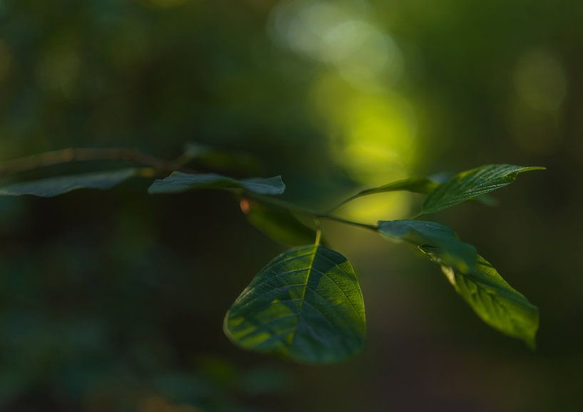 Leaves - Dwingelderveld - Drenthe (Netherlands) by Marcel Kerdijk