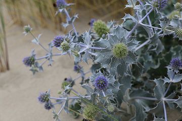 Eryngium maritimum van Patrick Riemens