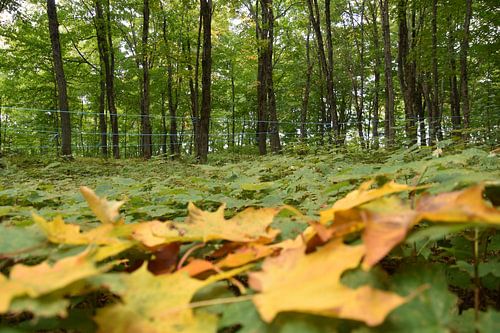 Een esdoornbos in de herfst