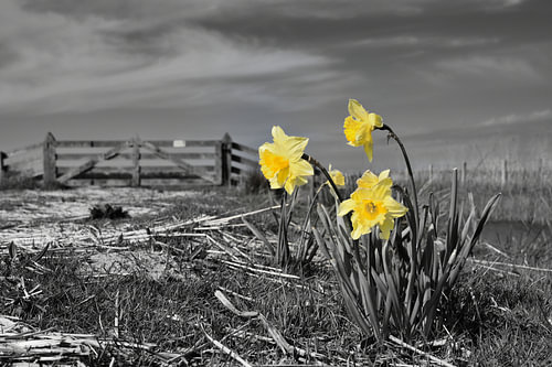 Yellow flowers.