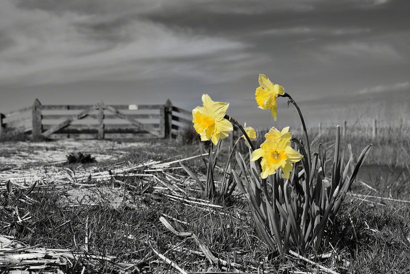 Gelbe Blumen. von Wim Jacobs