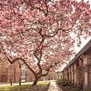 Magnolia en fleurs : le printemps dans le centre historique de Bruges - City Nature Photography sur Glenn Vanderbeke