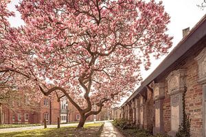 Magnolia in Bloei: Lente in de Historische Brugse Binnenstad - Stadsnatuur Fotografie