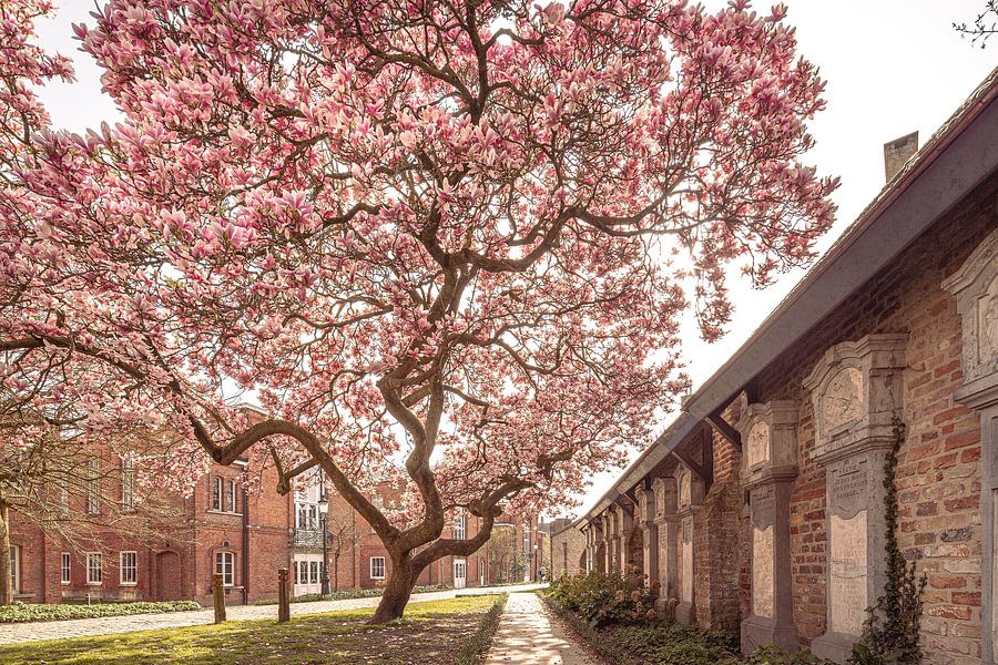 Magnolia in Bloei: Lente in de Historische Brugse Binnenstad - Stadsnatuur Fotografie