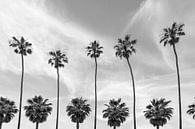 Palmbomen aan de kust van La Jolla, Californië van Melanie Viola thumbnail