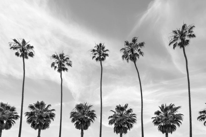 Palmbomen aan de kust van La Jolla, Californië van Melanie Viola
