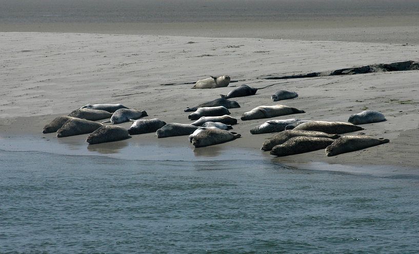 Wadden Sea Seals. by Brian Morgan