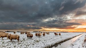 Schafe, Schnee, Wolken und eine aufgehende Sonne (niedriger Standpunkt)