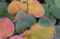 Discolouring leaves