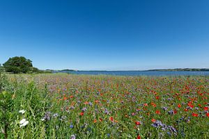 Blumenwiese am Reddevitzer Höft, Blick zum Groß Zicker