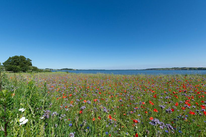 Blumenwiese am Reddevitzer Höft, Blick zum Groß Zicker von GH Foto & Artdesign