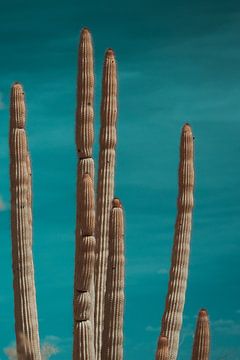 Cactus in infrarood van Piedro de Pascale