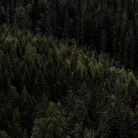 Row of trees in Norway by Koen Lipman