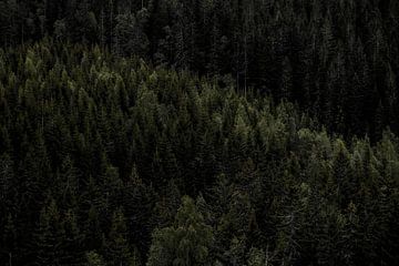 Rij van bomen in Noorwegen