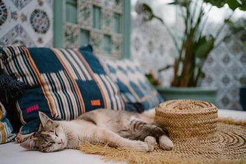 Katze Katze in Marrakech Marokko von Wianda Bongen