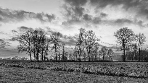 Landelijk landschap met veld, rij bomen en zonsondergang