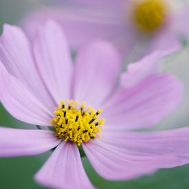 A closeup of two beautiful cosmea flowers by Veronika Seliverstova
