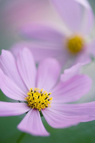 Eine Nahaufnahme von zwei schönen Cosmea-Blüten
