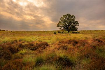 Eenzame boom in landschap, Lonely tree in landscape von Alex Riemslag