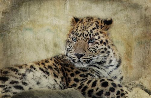 amur