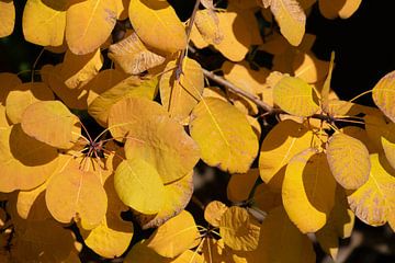 Achtergrond van gele herfstbladeren van Ulrike Leone
