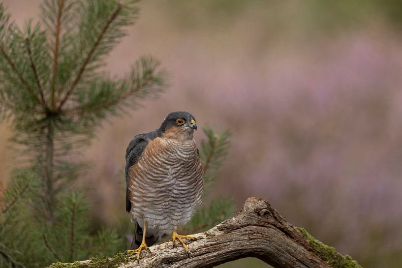 Sparrow by Esther Bakker-van Aalderen