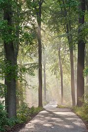 Atmospheric summer evening on the Veluwe by Cor de Hamer