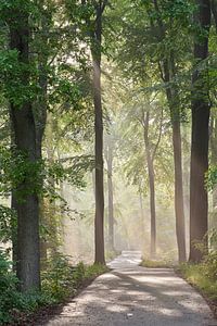 Stimmungsvoller Sommerabend auf der Veluwe