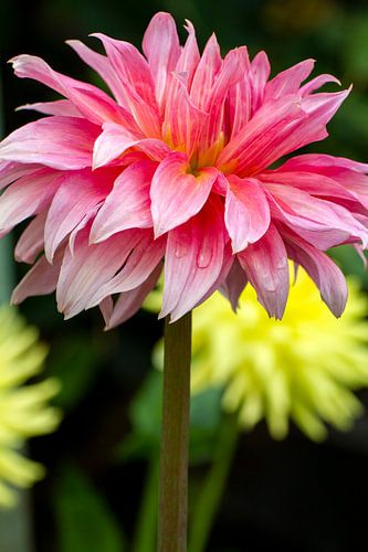 Dahlia met dauwdruppels