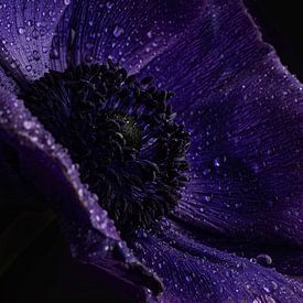 dewdrops - Close-up of a purple Annemone flower