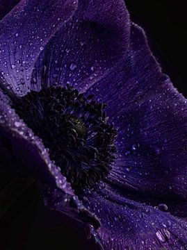 Gouttes de rosée - Gros plan d'une fleur d'Annemone violette