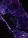 Tautropfen - Nahaufnahme einer violetten Annemone-Blüte von Misty Melodies Miniaturansicht