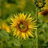 Sonnenblumen im Feld von Photoart-Naegele