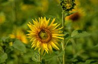 Zonnebloemen in het veld van Michael Nägele thumbnail