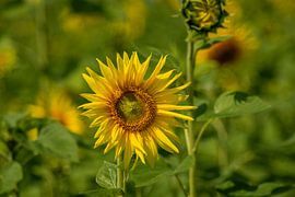 Sunflowers in the field by Photoart-Naegele