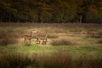 Family roe deer in the forest