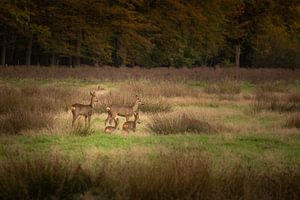 Familie Rehwild im Wald