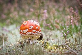 Délicate amanite tue-mouche blanche et rouge, sur le sol de la forêt. sur Martin Köbsch