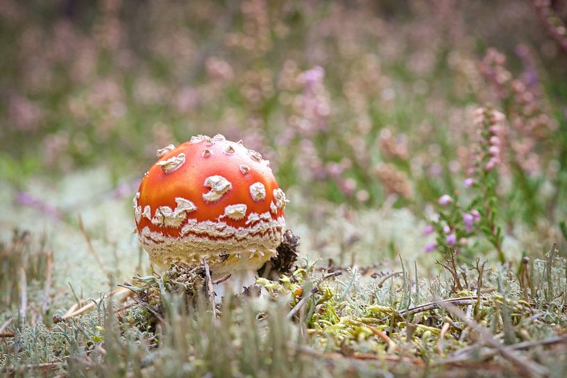 Délicate amanite tue-mouche blanche et rouge, sur le sol de la forêt. par Martin Köbsch