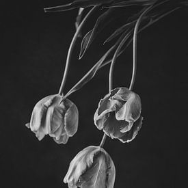 Französisch Tulpen 2 von Zus en Zo Foto