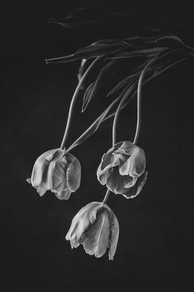 Französisch Tulpen 2 von Zus en Zo Foto