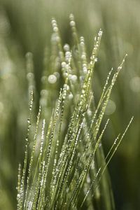 Tautropfen / Wassertropfen im Gras 2