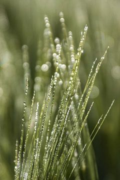 ew drops / water drops in the grass 2 by Norbert Sülzner