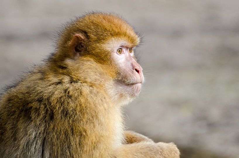 Portret van een aap van Mark Bolijn